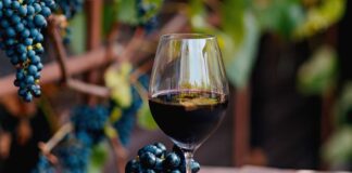 Malbec: la cepa olvidada en Europa que renació como emblema en argentina