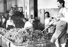 Día del Enólogo Mendocino: la trastienda de una fundación que cambió el vino argentino