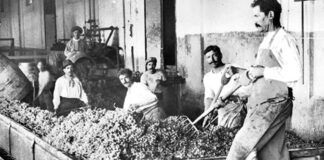 Día del Enólogo Mendocino: la trastienda de una fundación que cambió el vino argentino