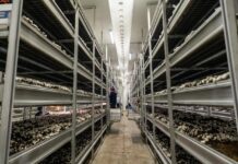 Los hongos, el cultivo que produce los 365 días del año