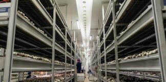 Los hongos, el cultivo que produce los 365 días del año